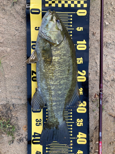 スモールマウスバスの釣果