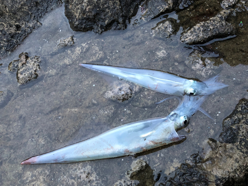 ヤリイカの釣果