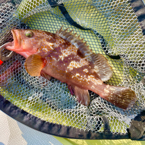 アコウの釣果