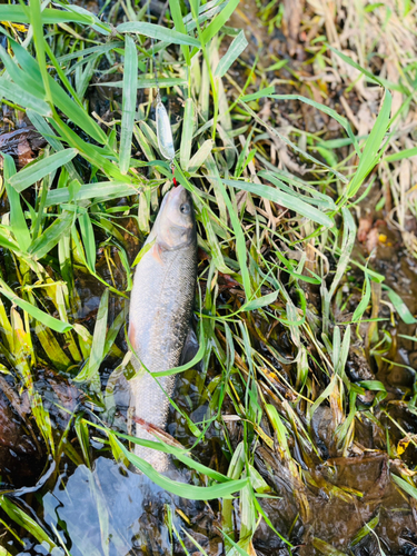 ウグイの釣果