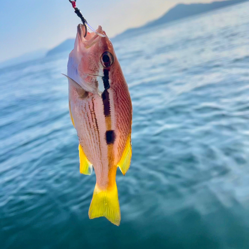 ヨコスジフエダイの釣果