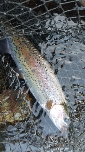 ニジマスの釣果