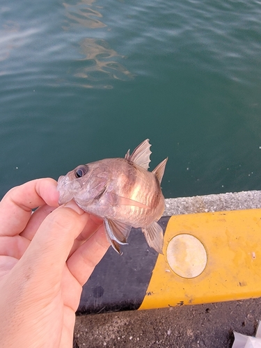 ヨコスジイシモチの釣果