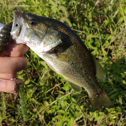 ブラックバスの釣果