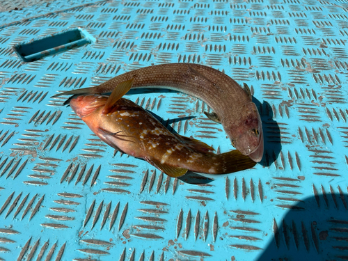 アコウの釣果