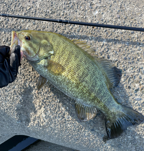 ブラックバスの釣果