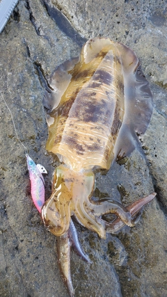 アオリイカの釣果