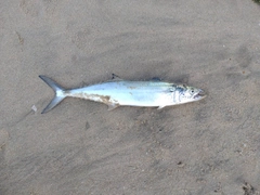 サゴシの釣果