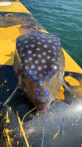 ハコフグの釣果