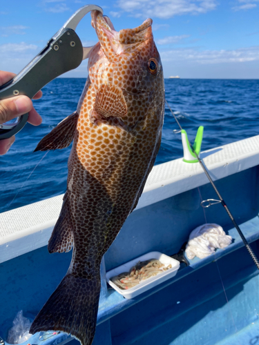 オオモンハタの釣果