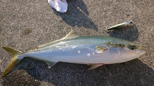 ワラサの釣果