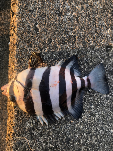 イシダイの釣果