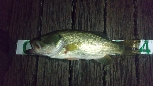 ラージマウスバスの釣果