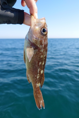 エゾメバルの釣果