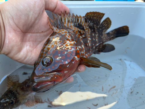 キジハタの釣果