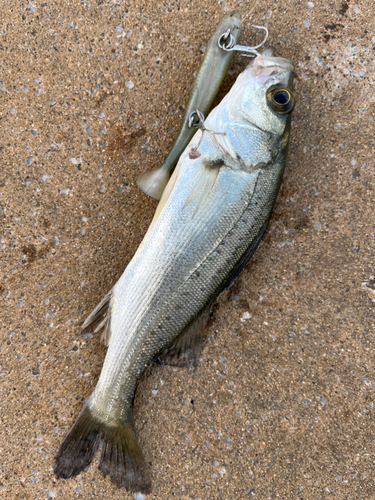 スズキの釣果