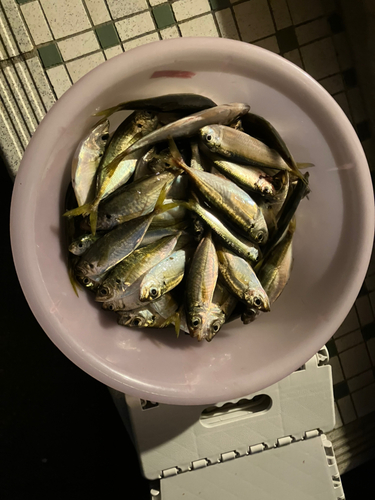 アジの釣果