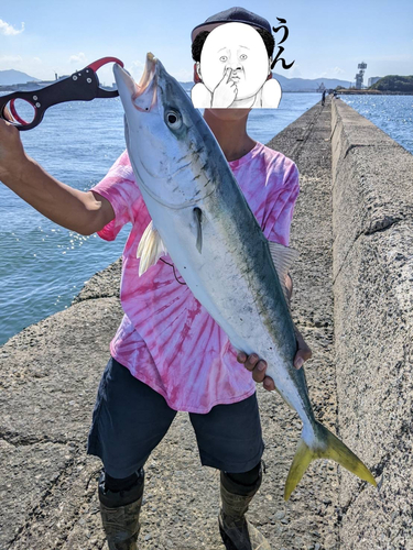 ヤズの釣果