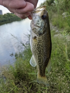 ラージマウスバスの釣果