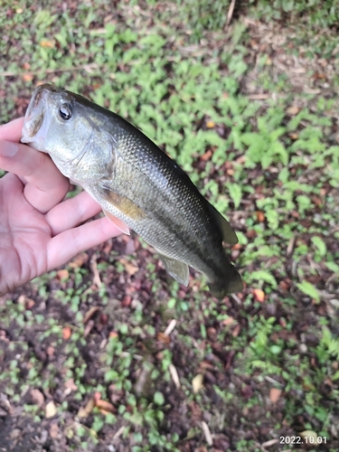 釣果