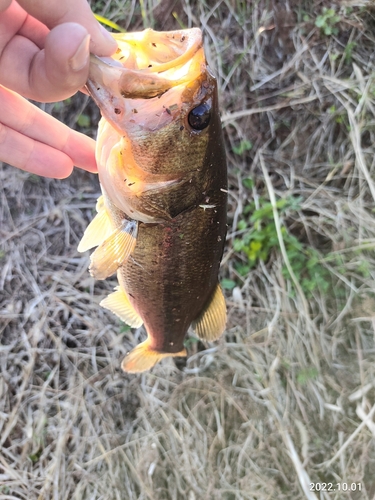 釣果