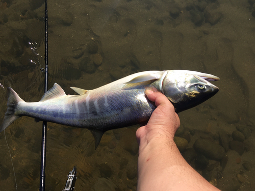 サケの釣果