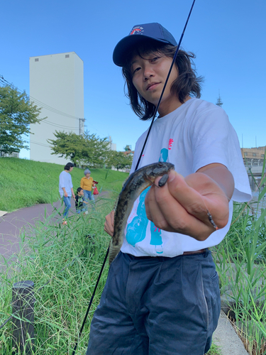 マハゼの釣果