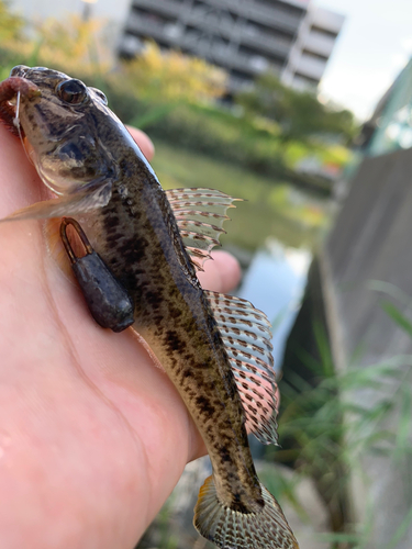 マハゼの釣果