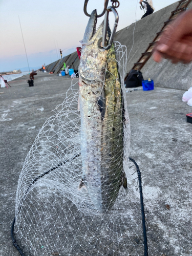 サゴシの釣果