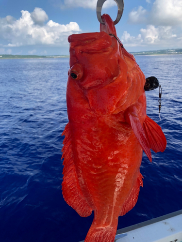 アザハタの釣果