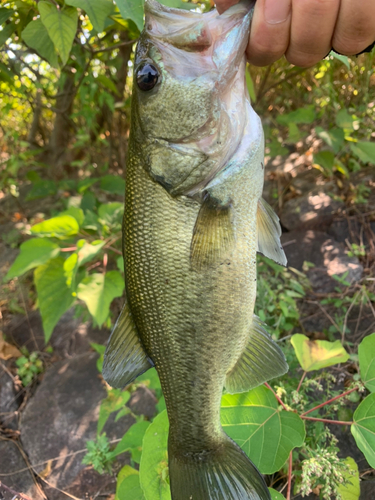 ラージマウスバスの釣果