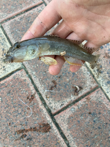 マハゼの釣果