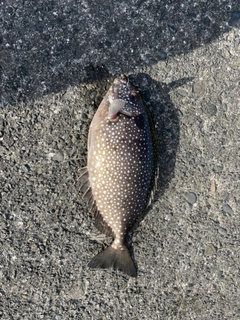 アイゴの釣果