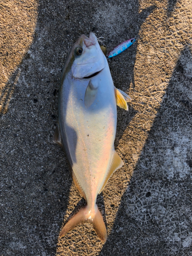 ショゴの釣果