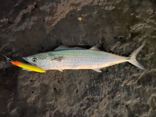 サゴシの釣果