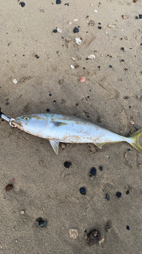 ハマチの釣果