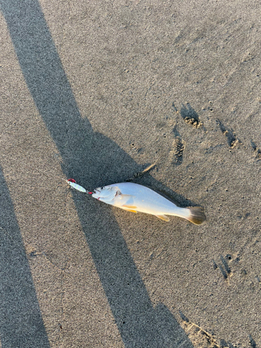 ニベの釣果