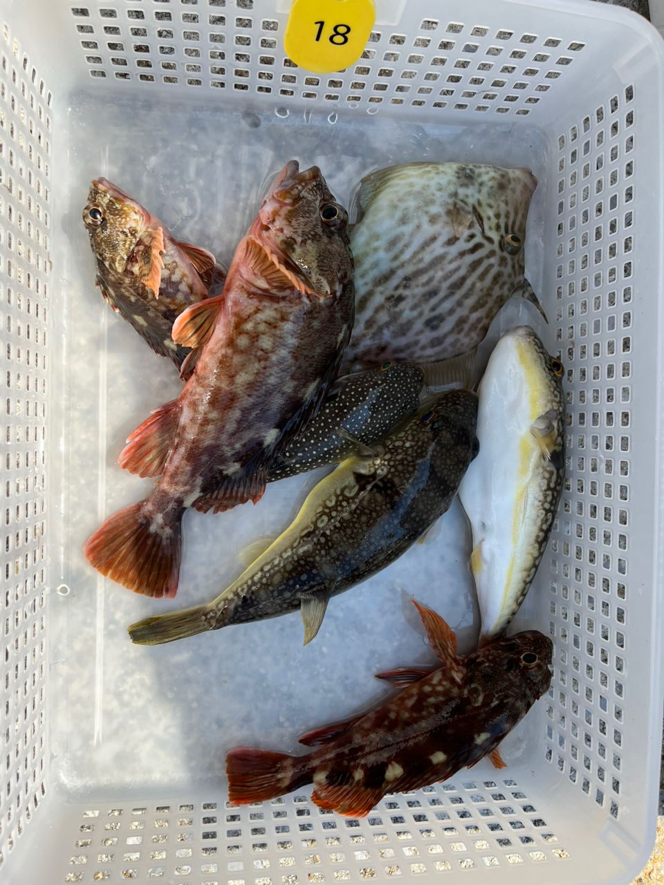 ロードグライダーさんの釣果 2枚目の画像