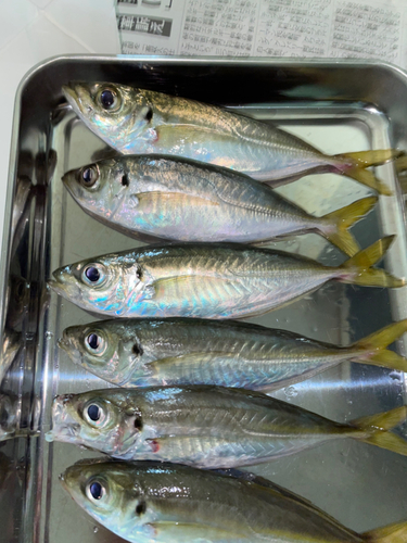 アジの釣果