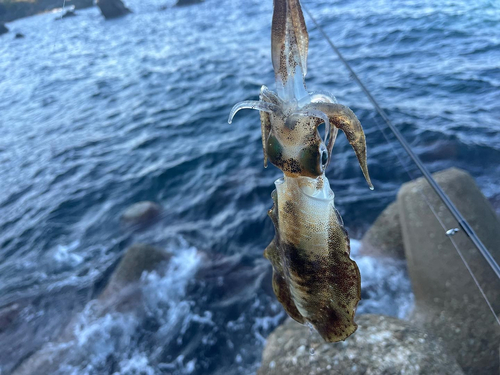 アオリイカの釣果