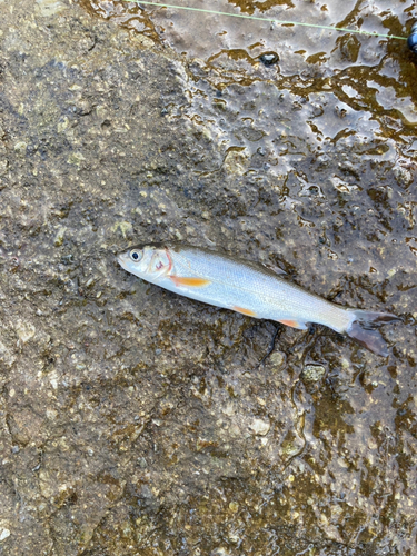 ウグイの釣果