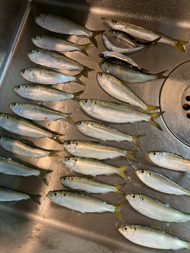 カタクチイワシの釣果