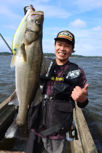 シーバスの釣果