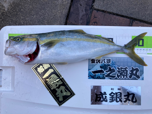 イナダの釣果