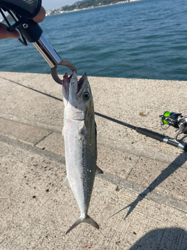 サゴシの釣果