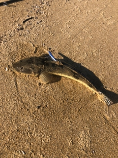 マゴチの釣果