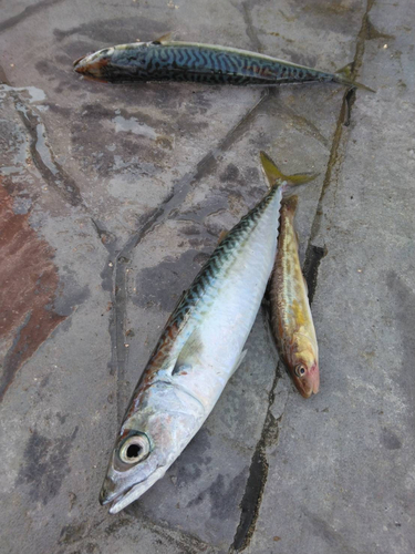 サバの釣果