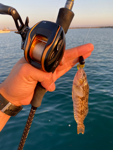 アイナメの釣果