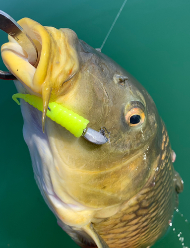 コイの釣果