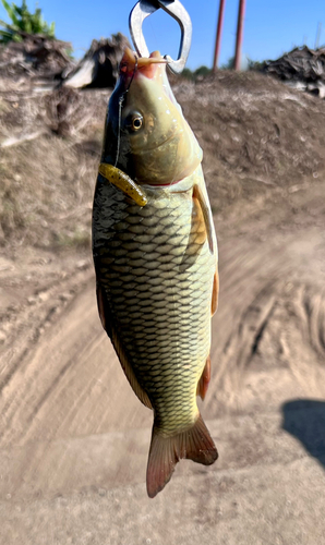 コイの釣果